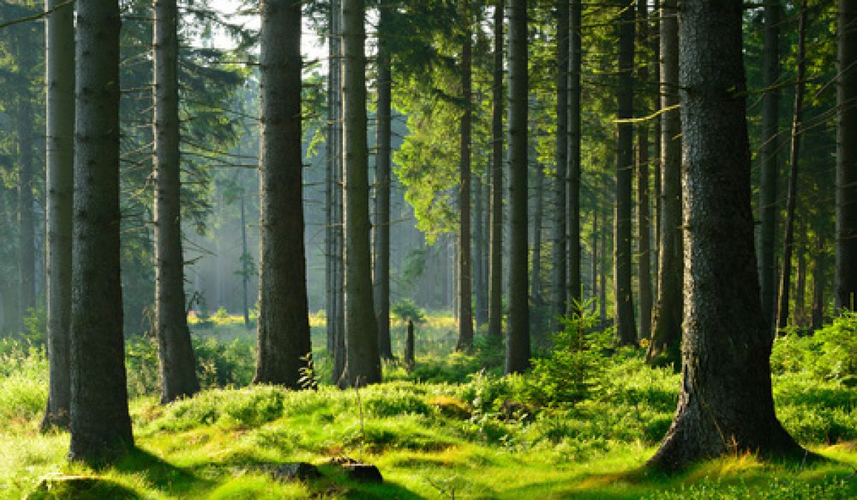 Deux Tarnais Ambitionnent De Creer Une Foret Indigene Au Nord D Albi Enviro2b